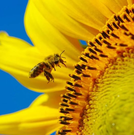 The Joy of Sunflowers